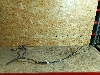 JAC J7  02.    1104100U7300 2023. .1205652