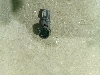 TOYOTA LAND CRUISER         8934160051C1 2019. .1294119