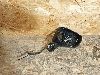MAZDA CX-5     KA1G69121 2016. .1371142