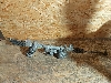 CHANGAN UNI-K     CD569F2604010100 2024. .1384885