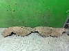 CHANGAN UNI-K  ��������� �������� ������ CD569F2709090700AA 2024�. ���.1670738