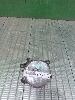 RENAULT SANDERO  ���� ��������������� ����� 90012264 2015�. ���.1815420